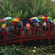 Mums at the Blue Lotus Gardens